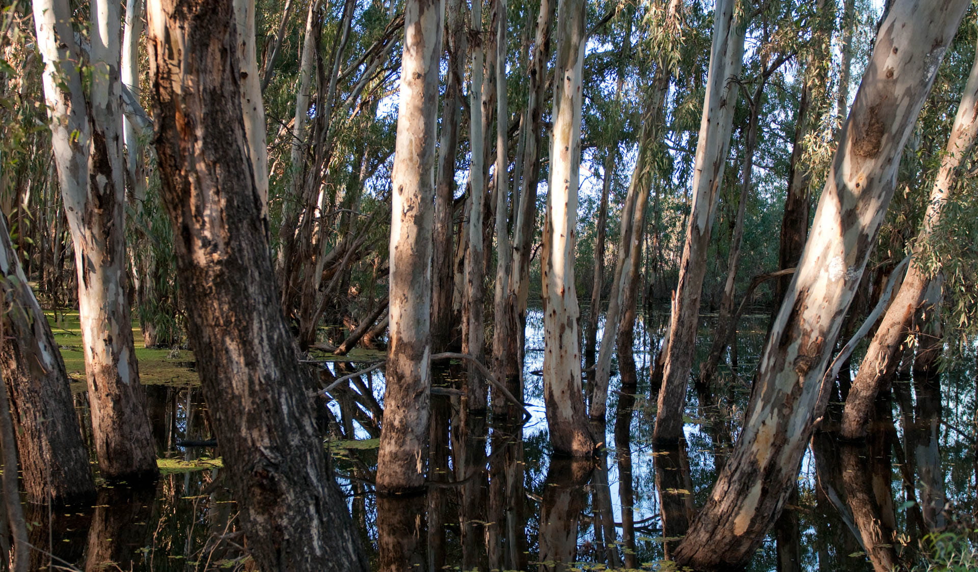 A group of trees growing from the water of the Murray River