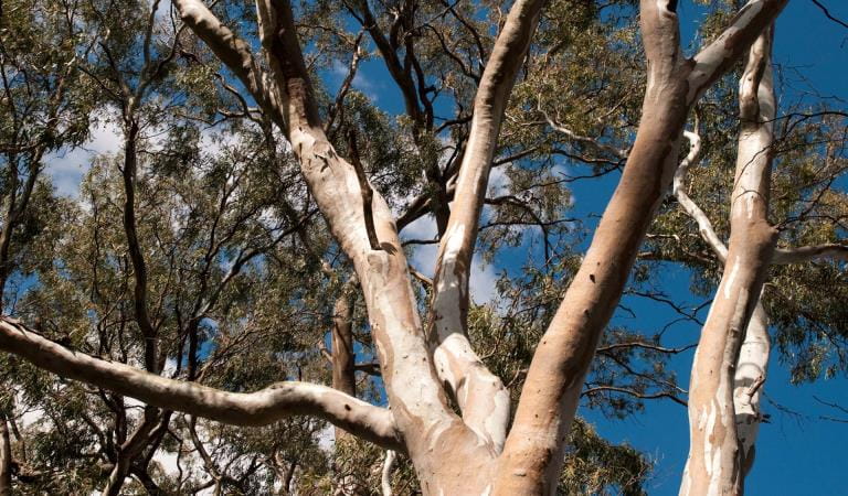 The sky between the trunks of tall eucalyptus trees