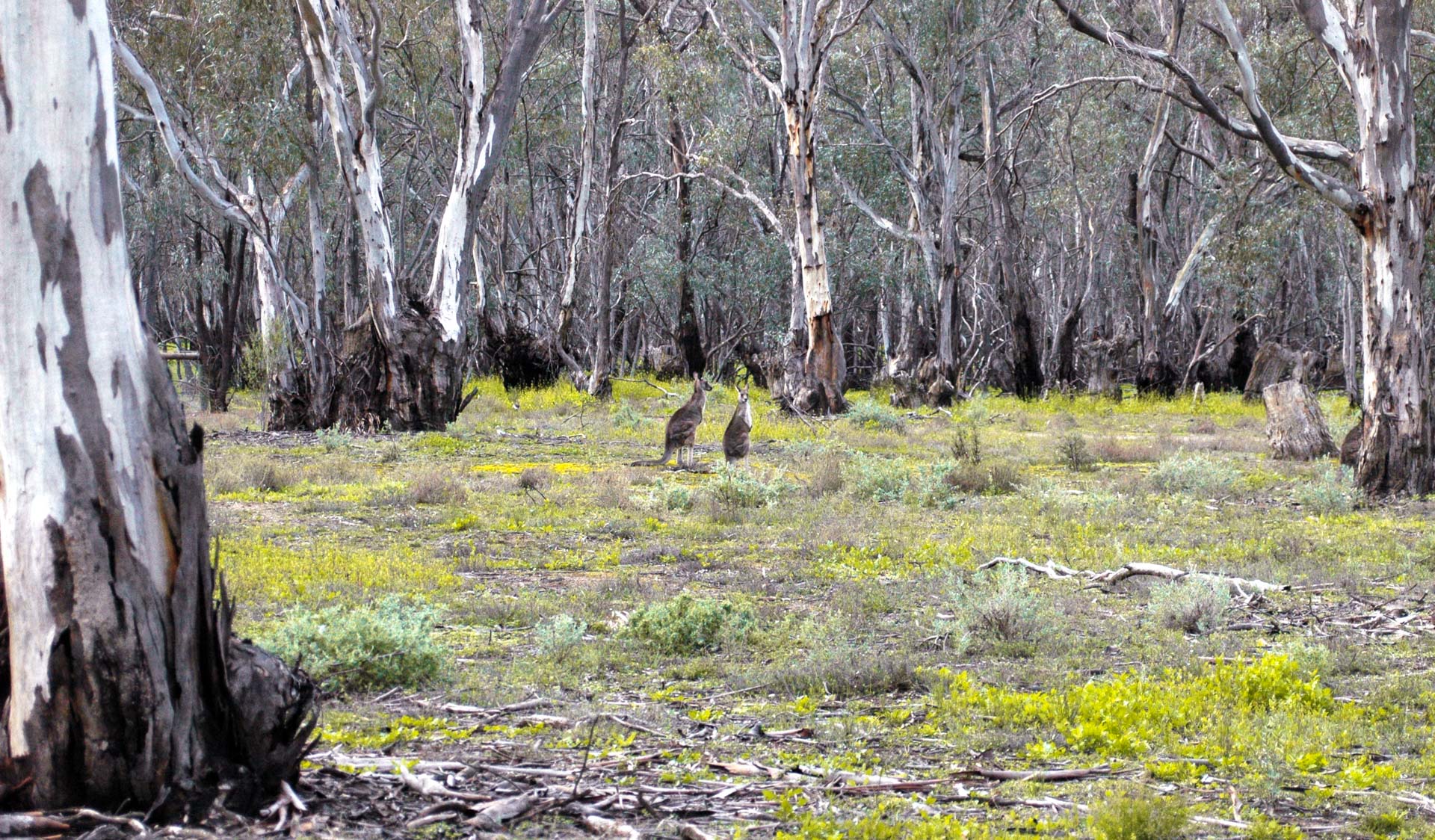 Two kangaroos graze in a clearing of trees