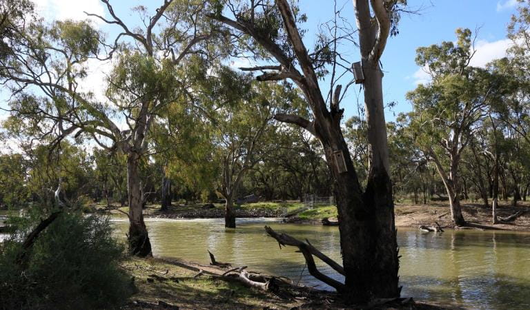 A narrow section of the Murray River surrounded by trees