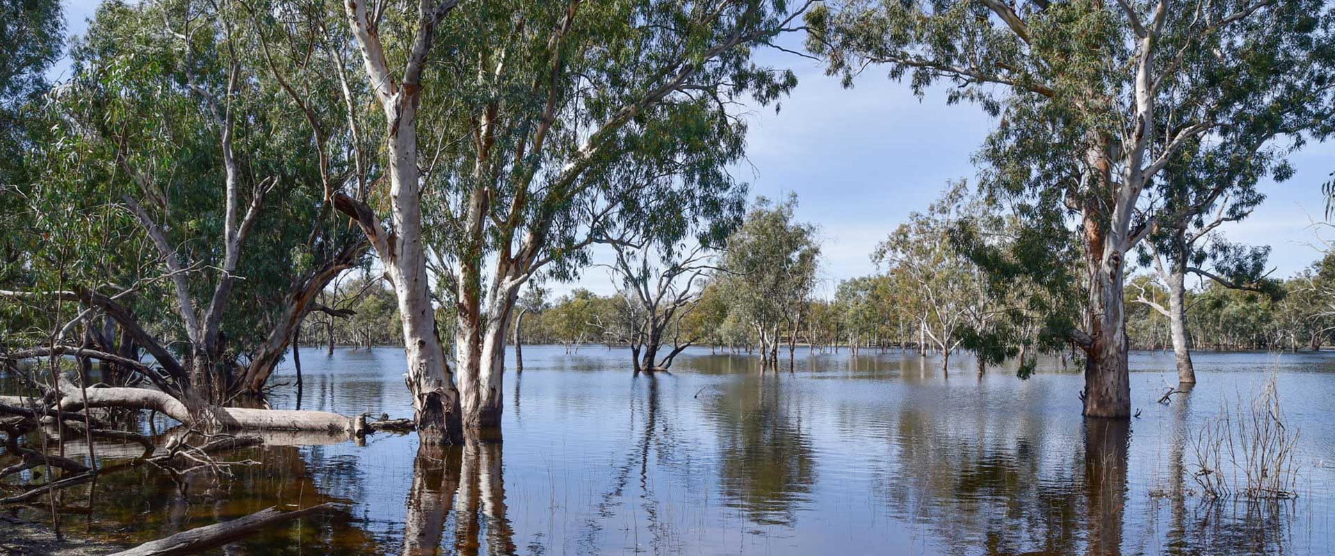 Tall gums sit within a floodplain in a rugged bushland.