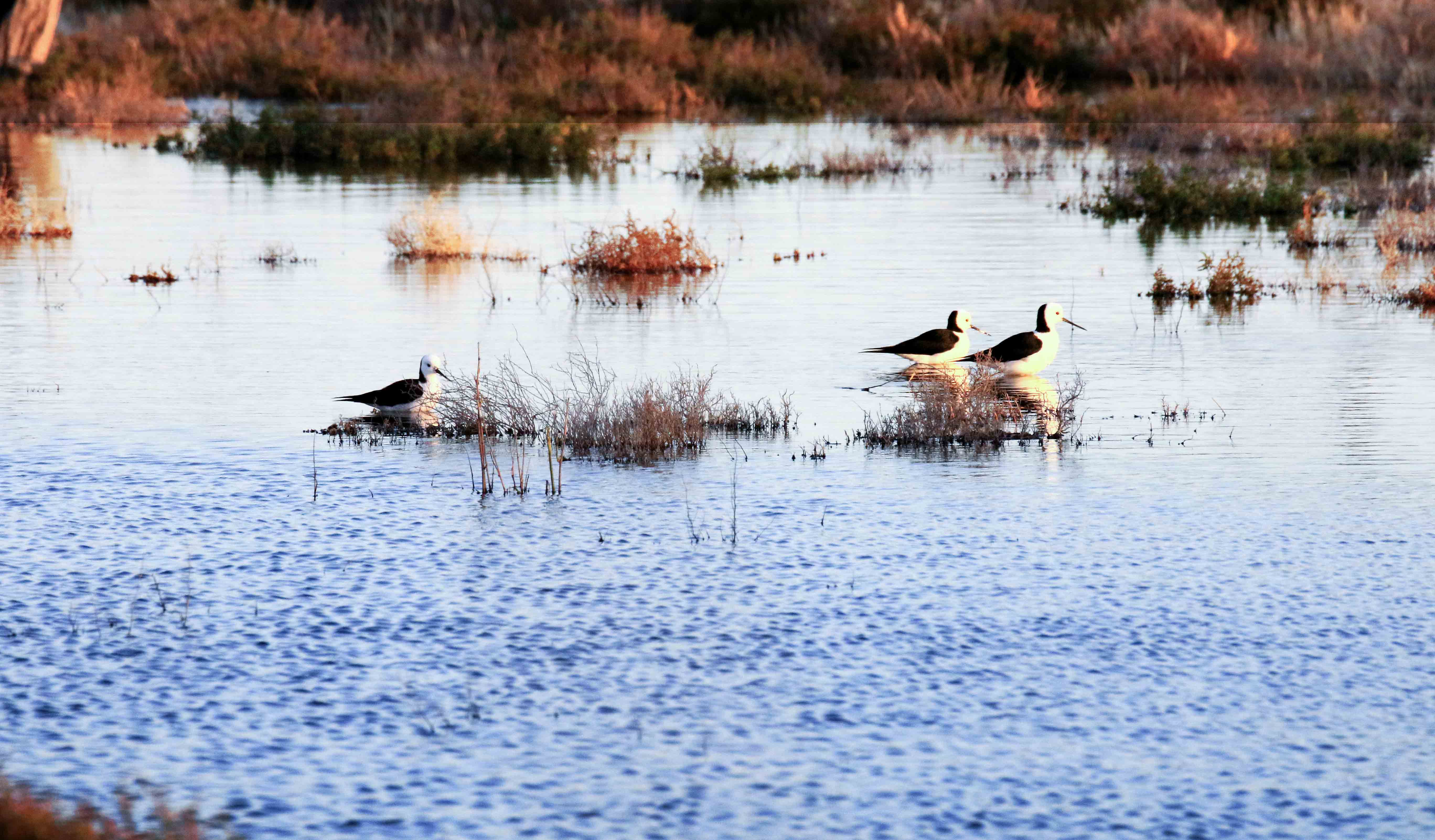 Waterbirds on a lake at sunset