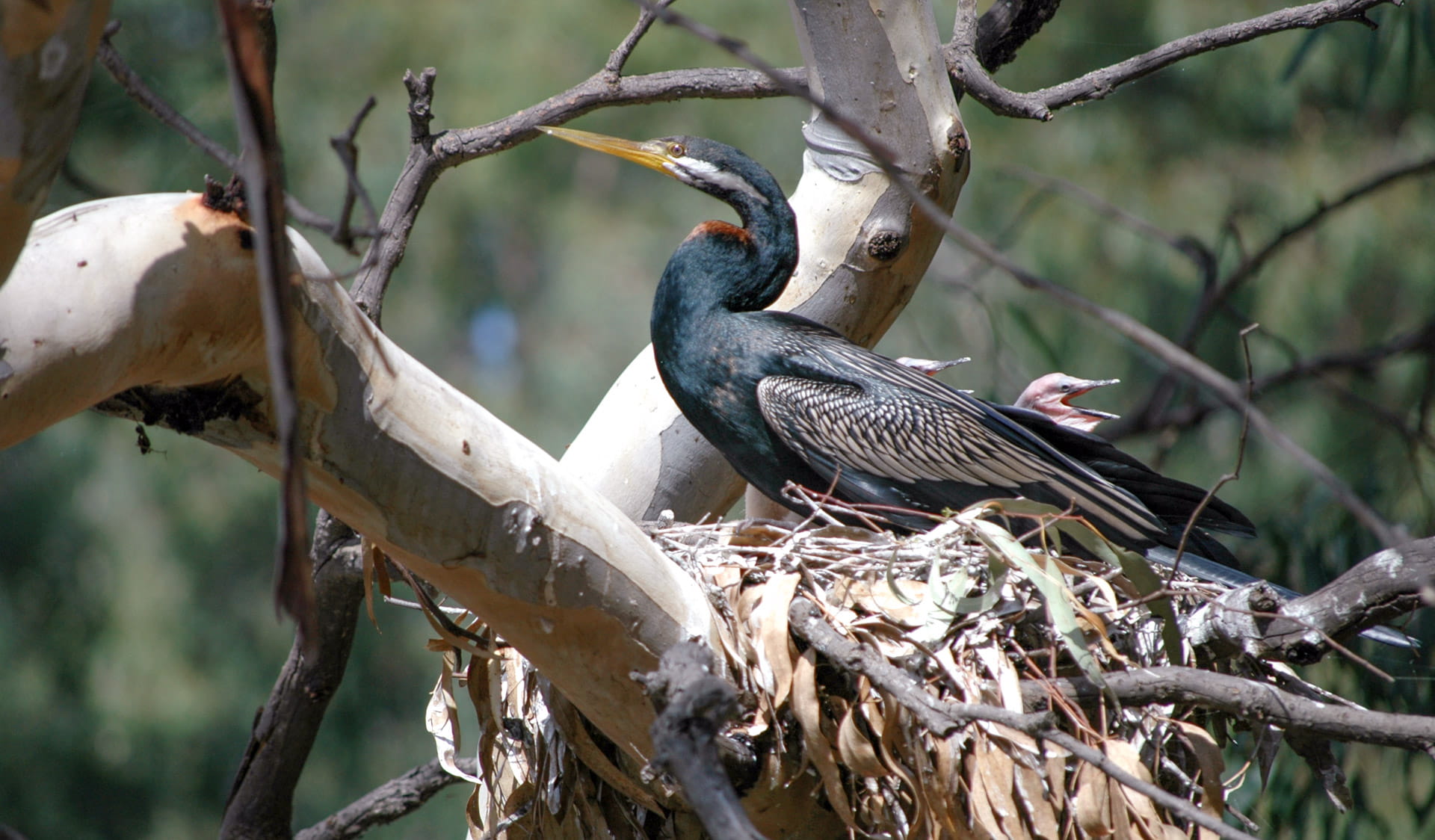 A bird nesting in a tree