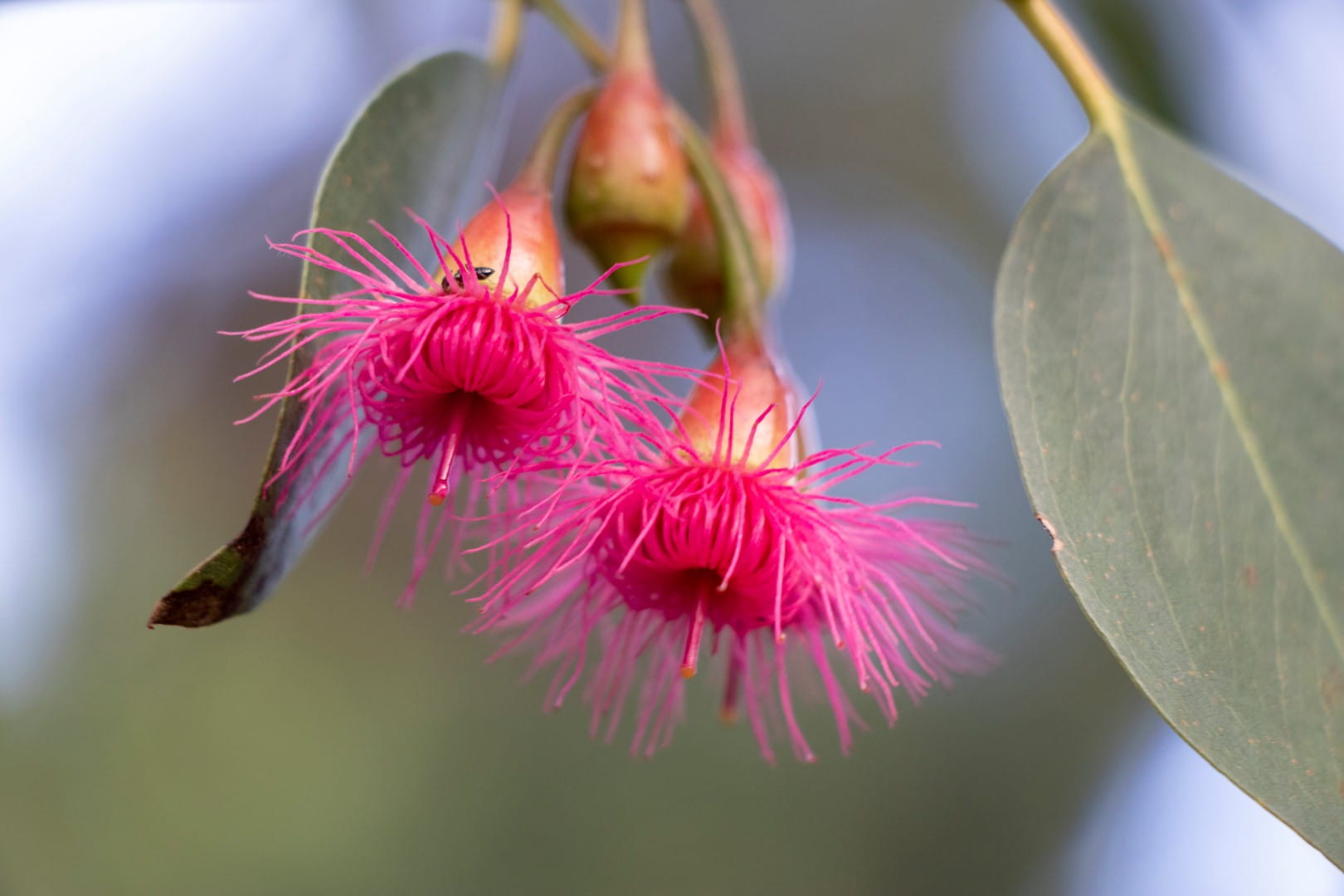 Pink flowering gums surrounded by leaves,