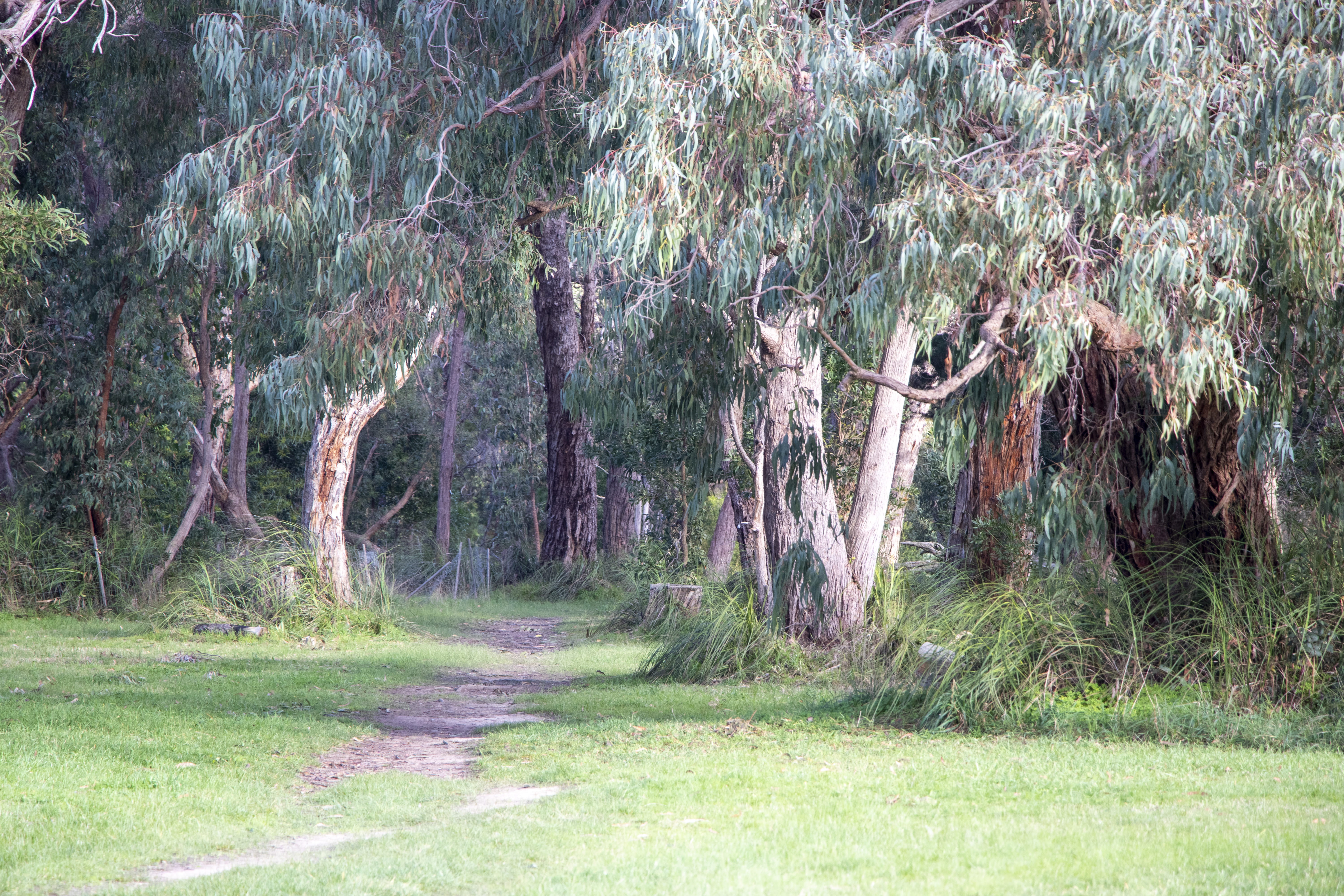 A landscape of native Australian trees and a footpath. 