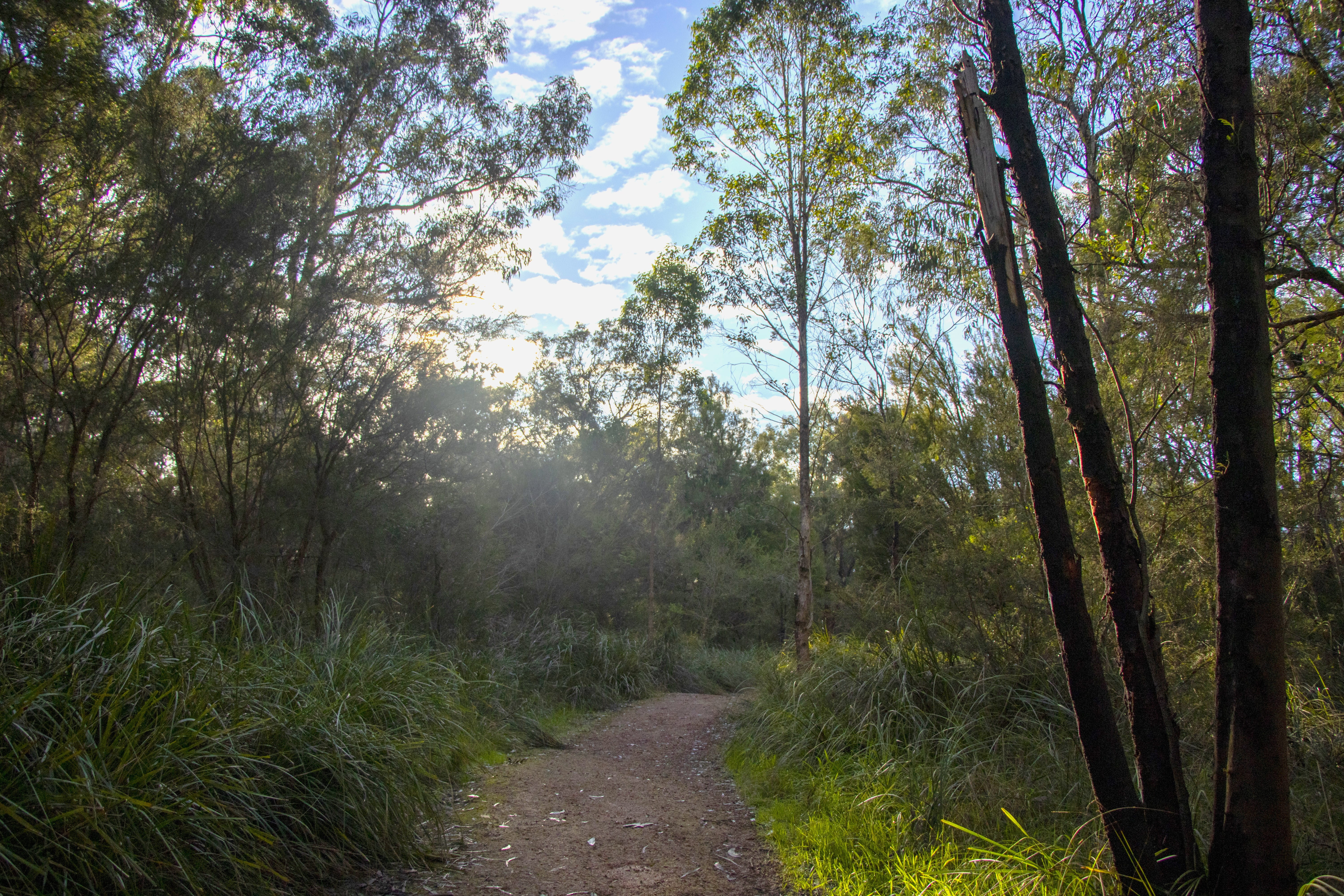 A walking and biking trail winding through bushland. 