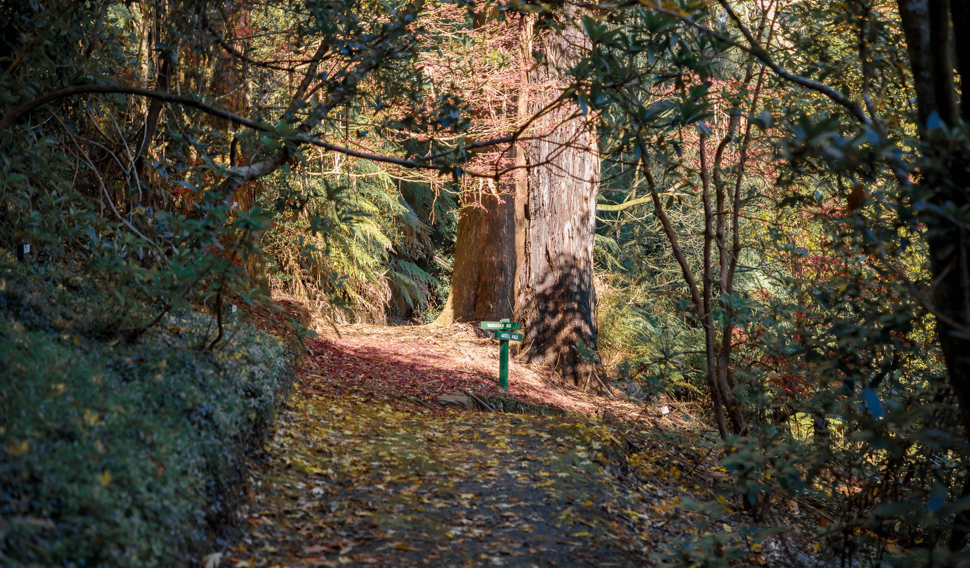 A garden path forks in two directions surrounded by autumn-coloured trees.