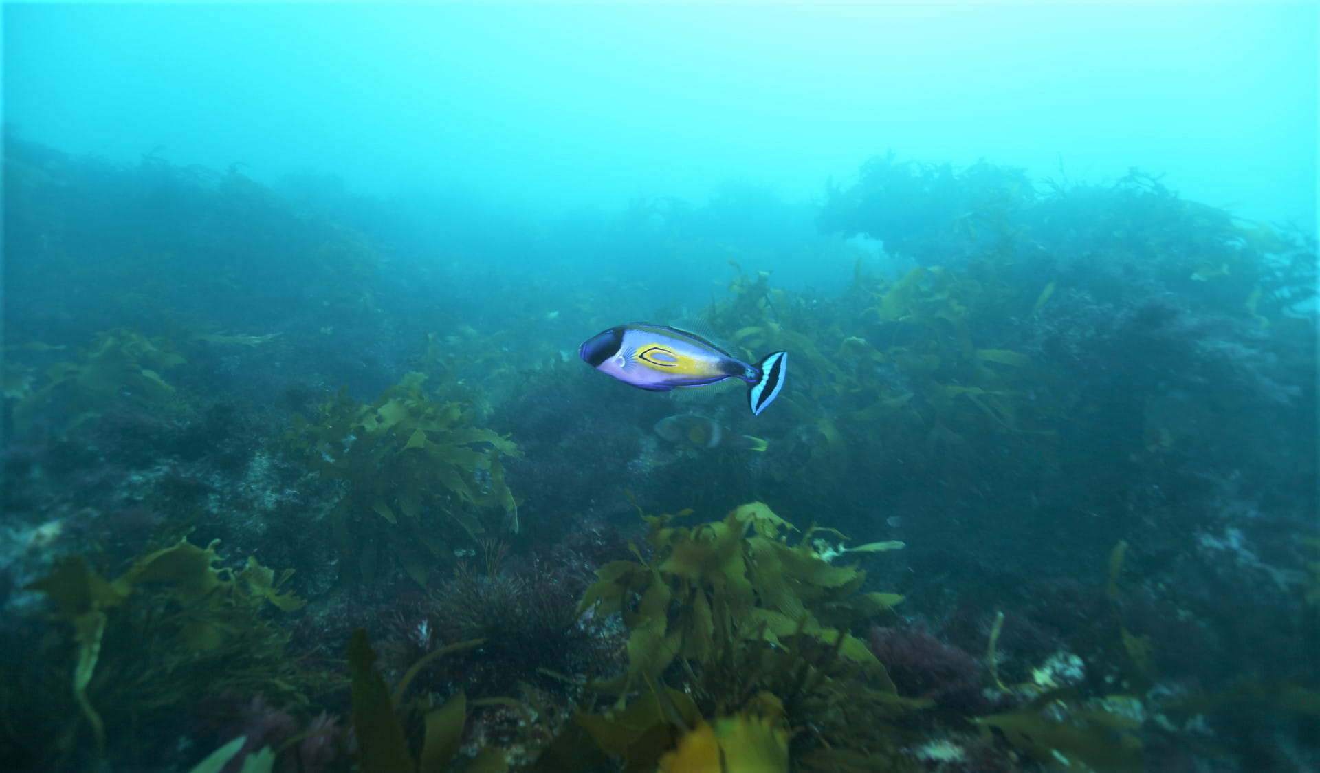 Point Addis Marine National Park