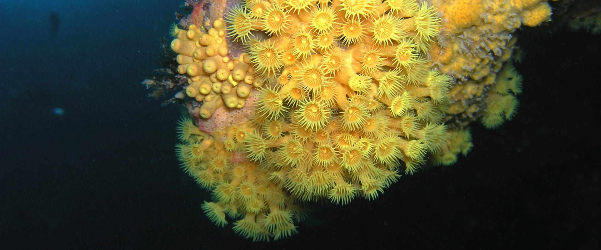 A brilliant underwater display of bright yellow sea anemones covering a large rocky formation.