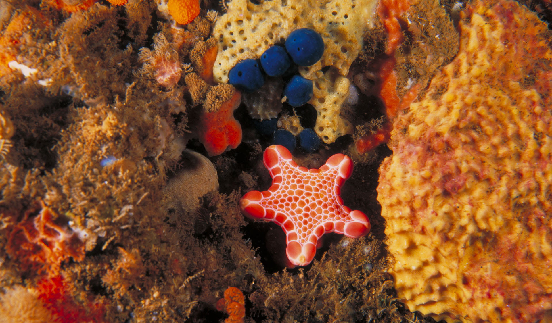 Sea star and coral at Point Addis Marine National Park