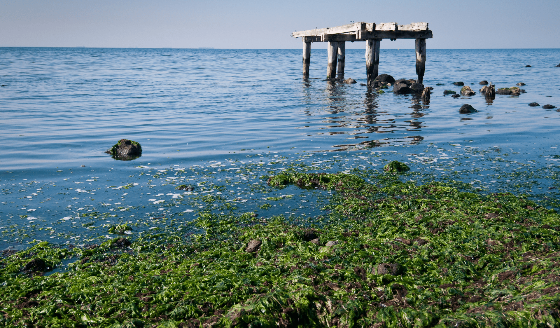 A wooden structure in the water with seaweed in the foreground at Point Cook Coastal Park