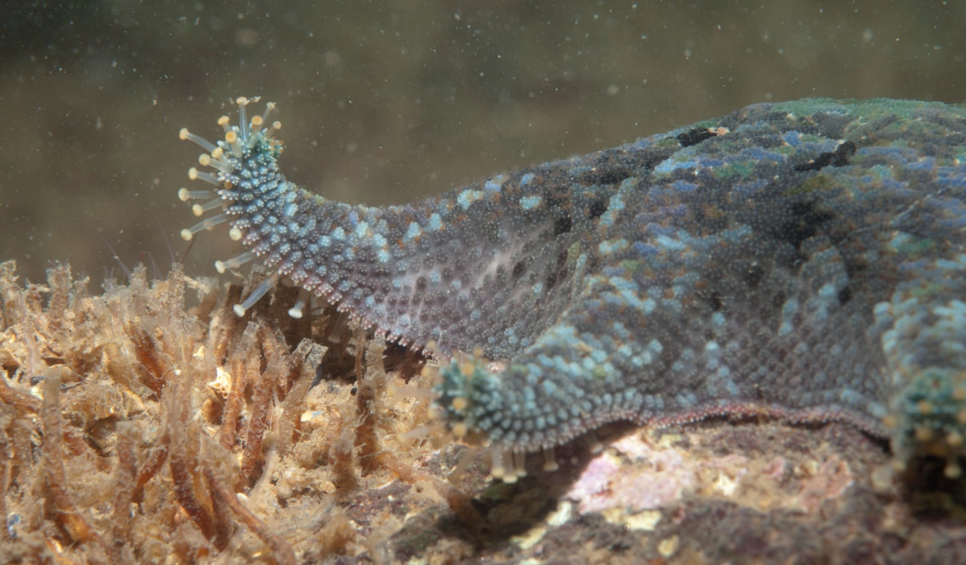 Friends of Philip Fish Sanctuary