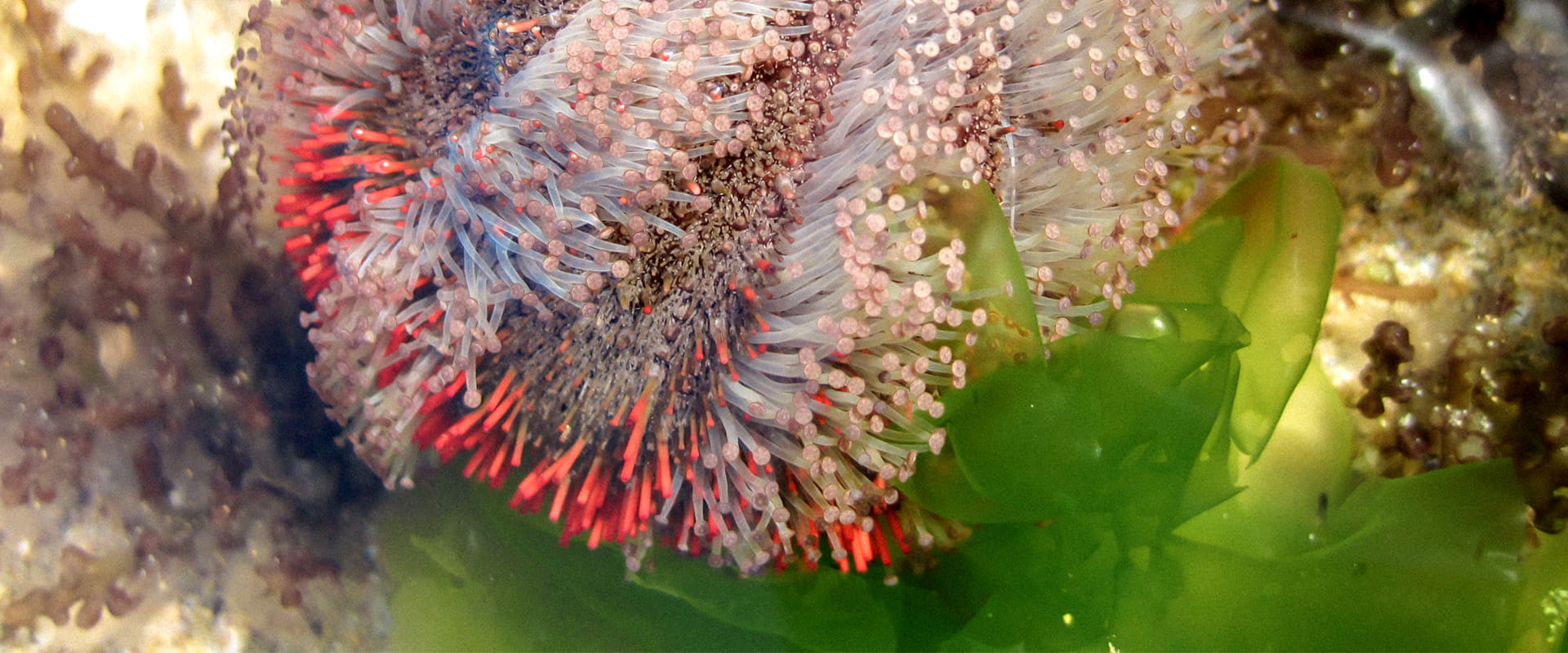 An underwater image of a Red-spined Urchin amongst  green Sea Lettuce.