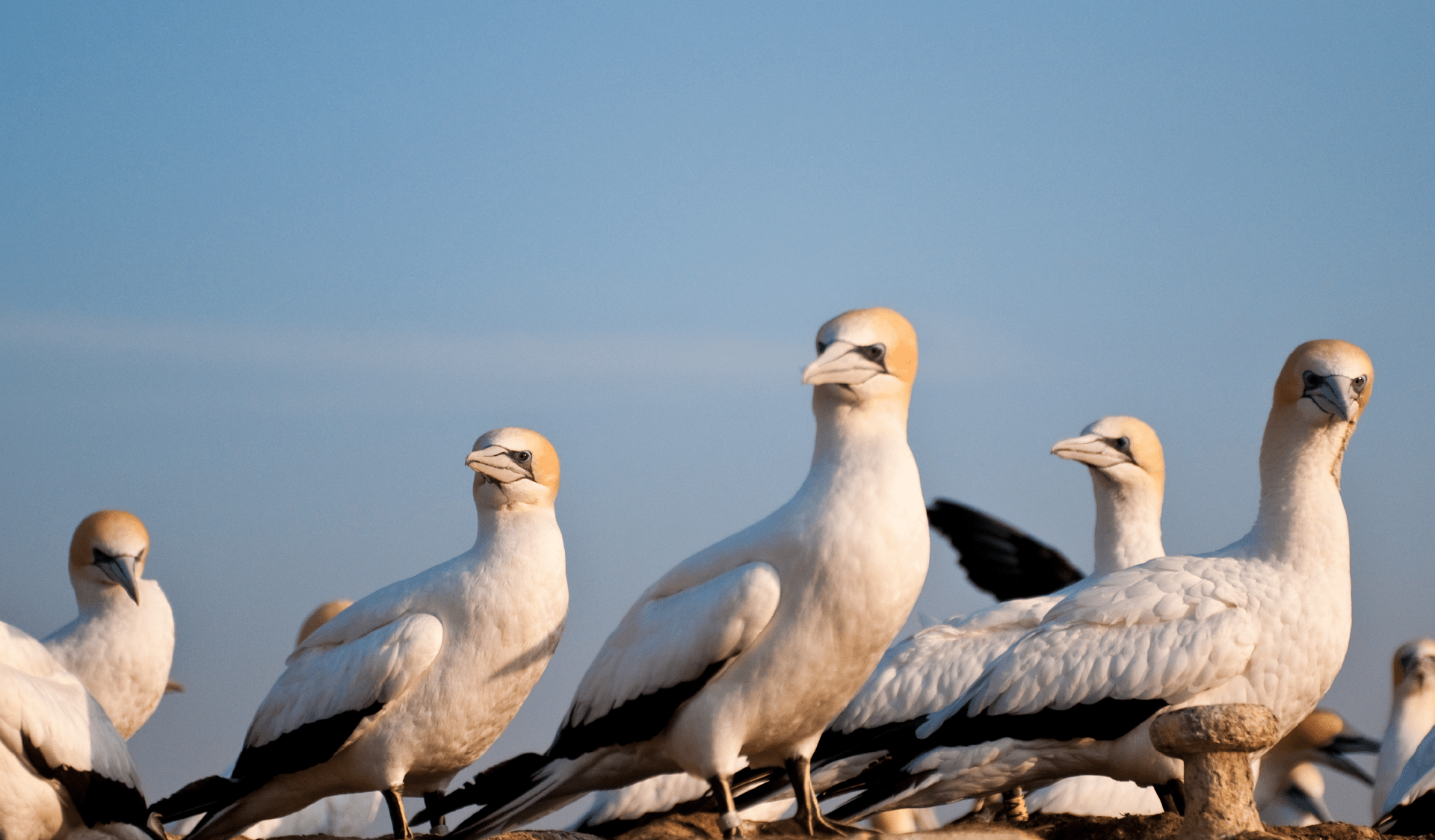 A group of Gannets in Port Phillip Heads Marine National Park
