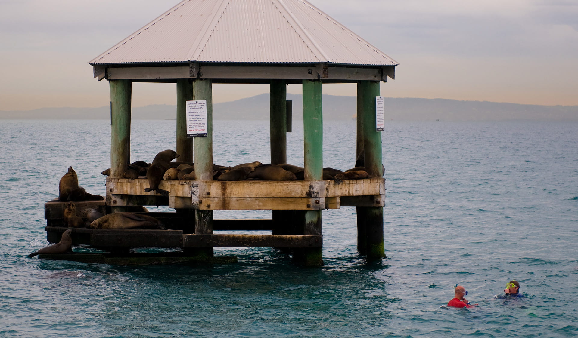 Seals rest on a human made structure in the ocean. Two people snorkel nearby. 