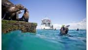 A snorkeler has a close encounter with a pair of seals at Chinamans Hat in Port Phillip Marine National Park. 
