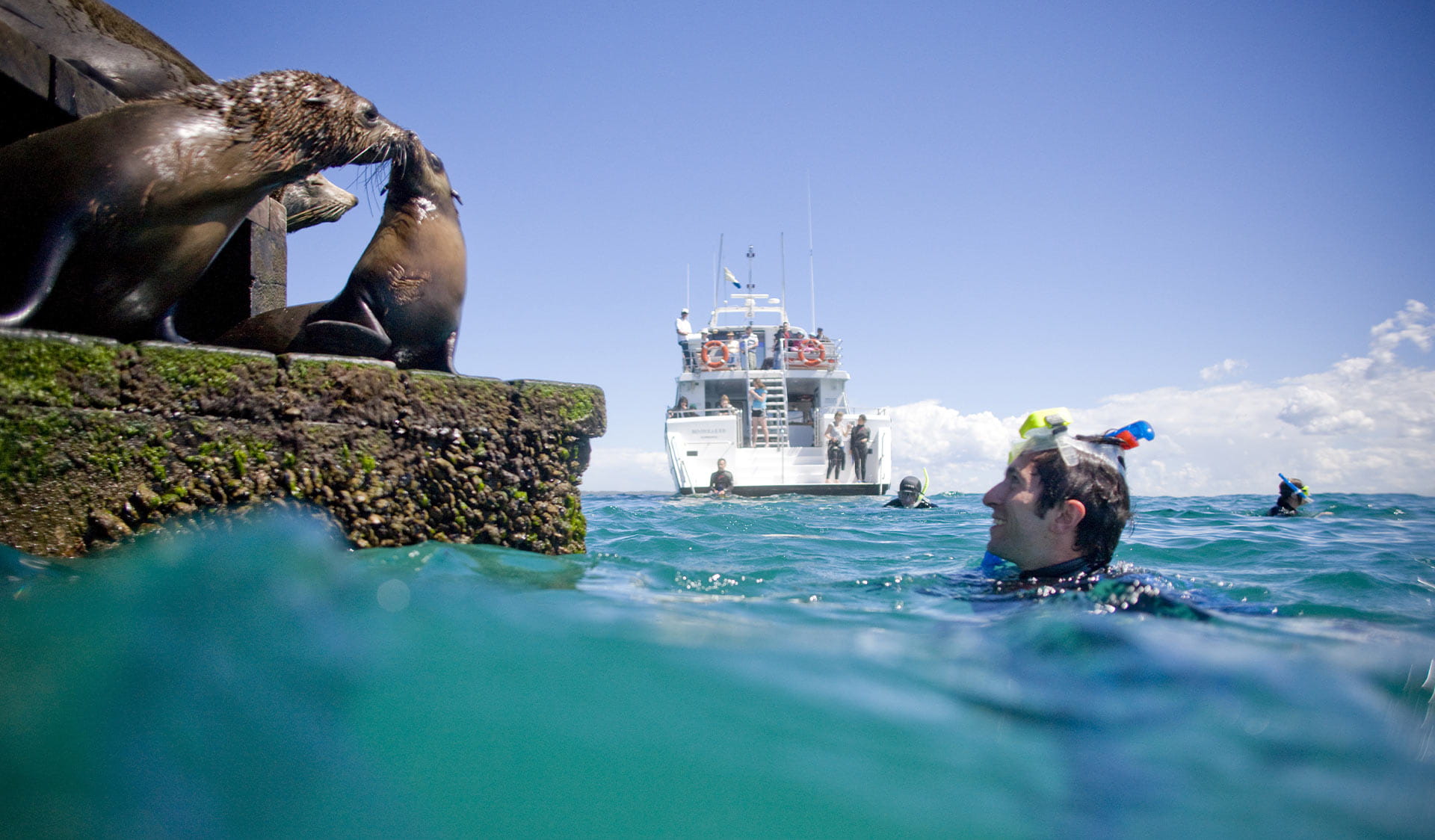 A snorkeler has a close encounter with a pair of seals at Chinamans Hat in Port Phillip Marine National Park. 