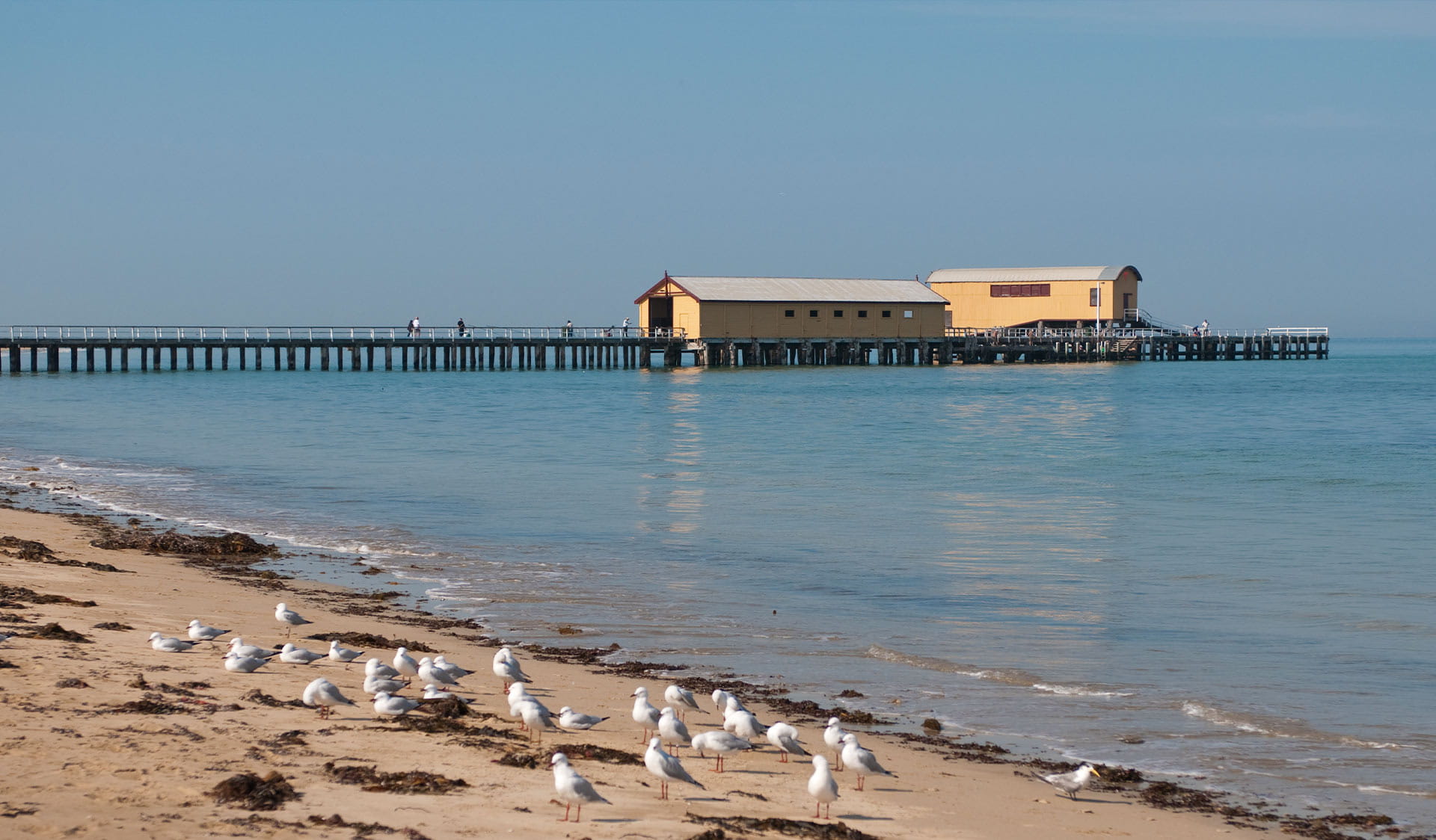 Seagulls at the water's edge in front of Queenscliff Pier