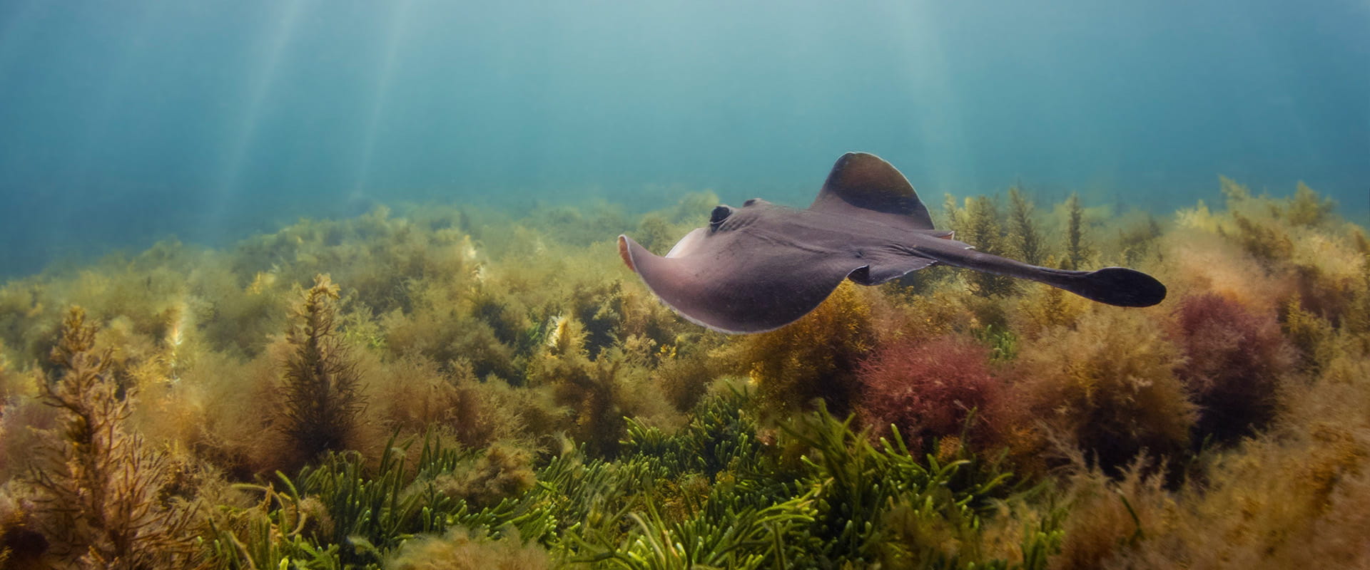 A ray swims above a bed of kelp. Light rays come through the water. 