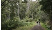 Two people walking along a wide path surrounded by trees and undergrowth at RJ Hamer Arboretum