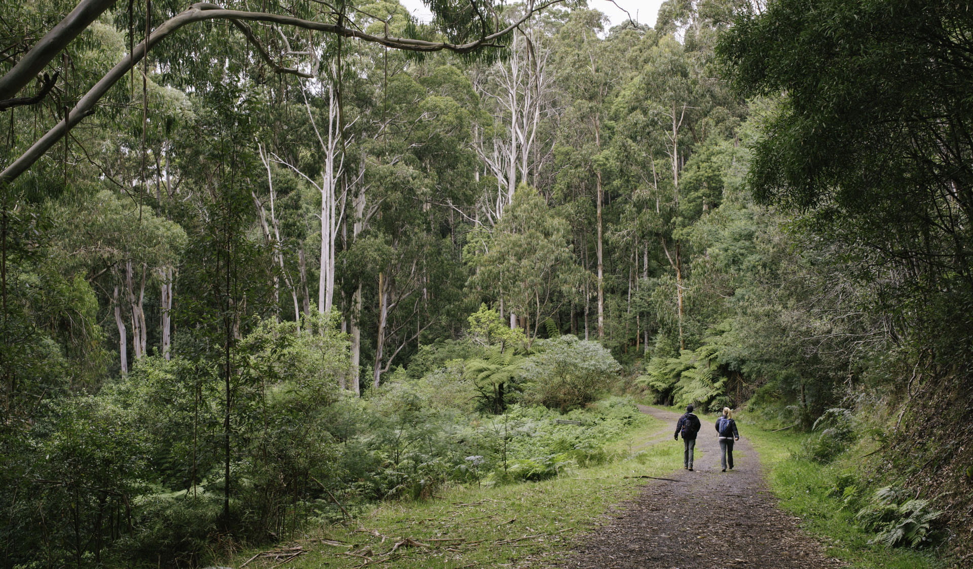 Two people walking along a wide path surrounded by trees and undergrowth at RJ Hamer Arboretum