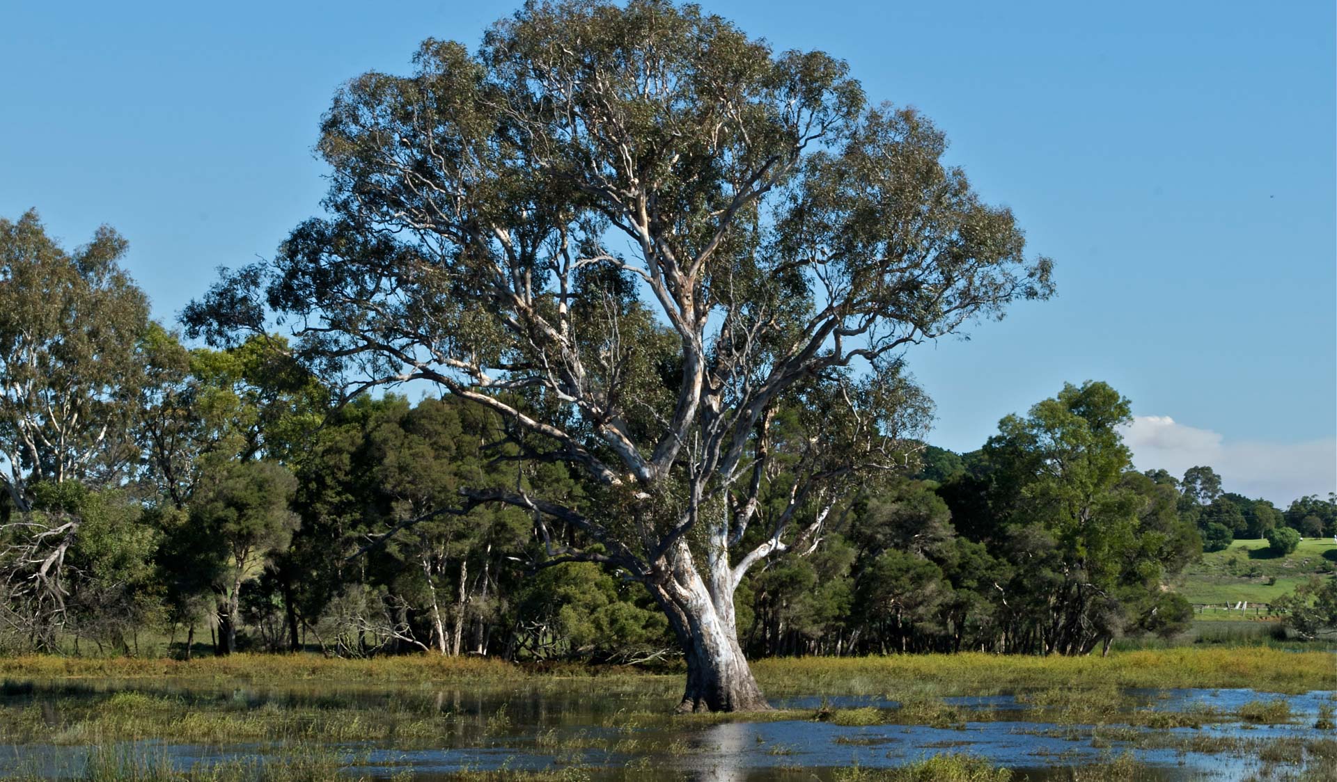 An expansive wetland, a single large tree stands in the centre. 
