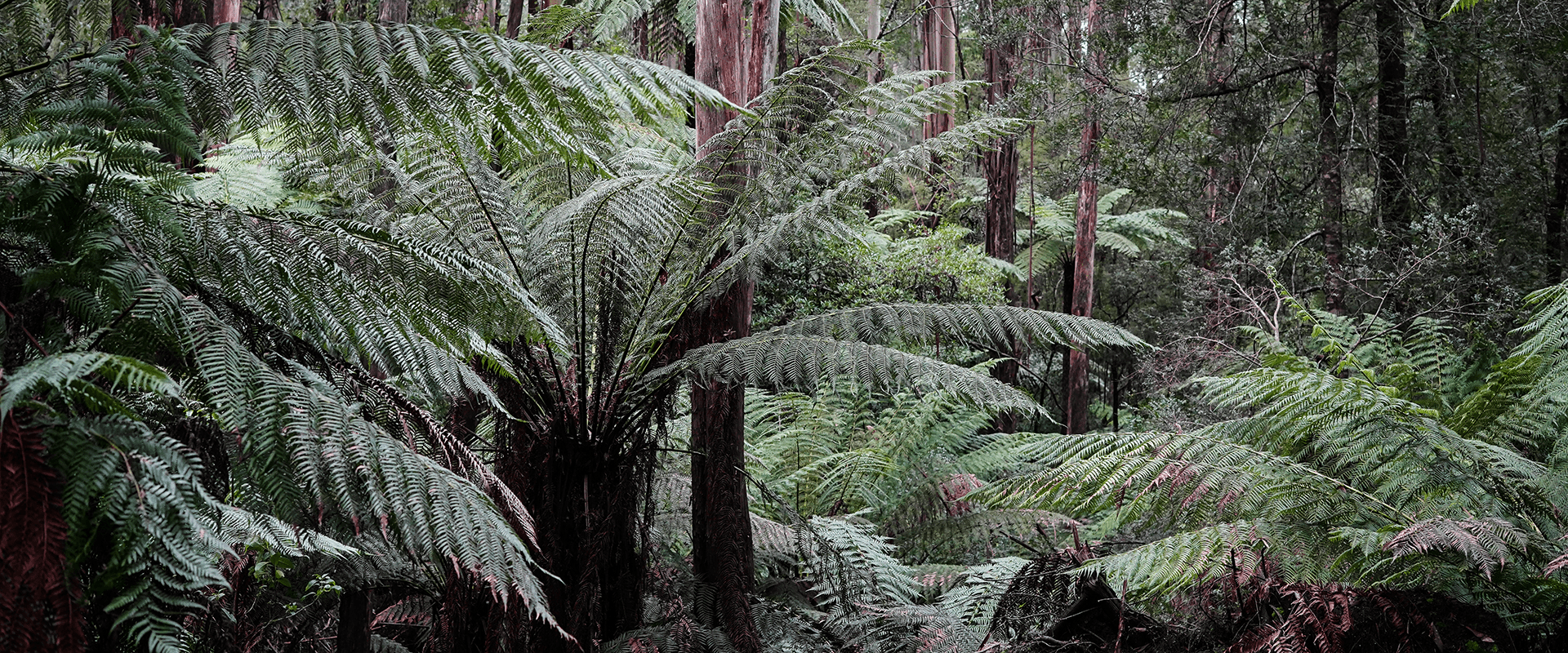 A temperate rainforest with lush tree ferns and tall Mountain Ash.