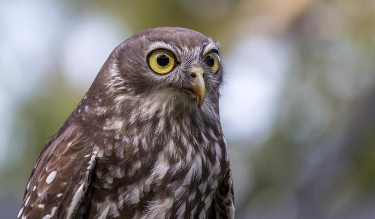 A barking owl at Serendip Sanctuary