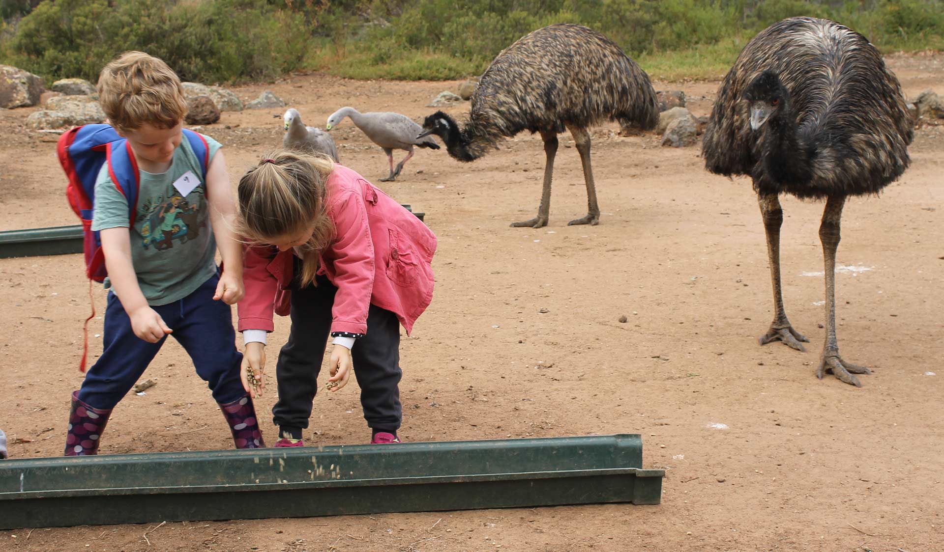 Two young children put feed in to a trough to feed emus at Serendip Sanctuary