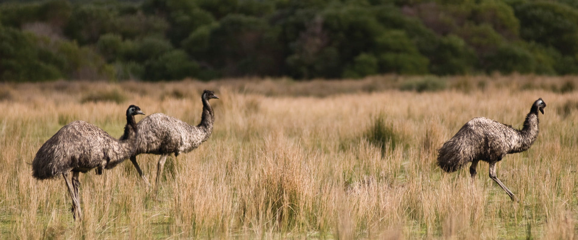 Three emus walk through grassland