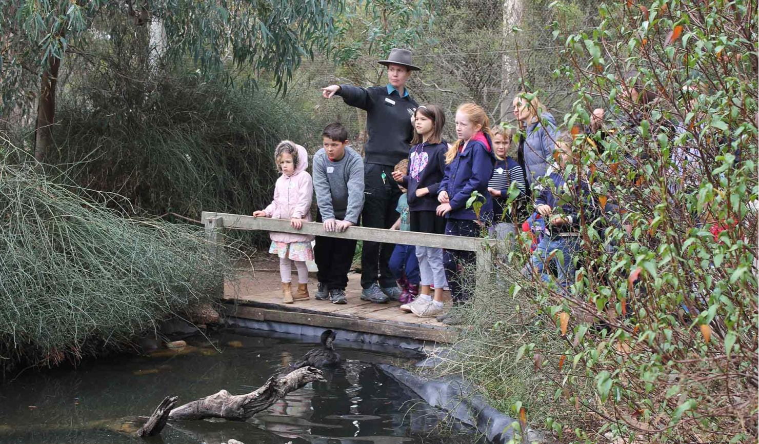 A ranger and a group of primary school children lookout at the wetlands enclosure at Serendip Sanctuary.