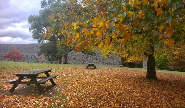 Two park benches in an open clearing, some large autumn colour trees surround them. 