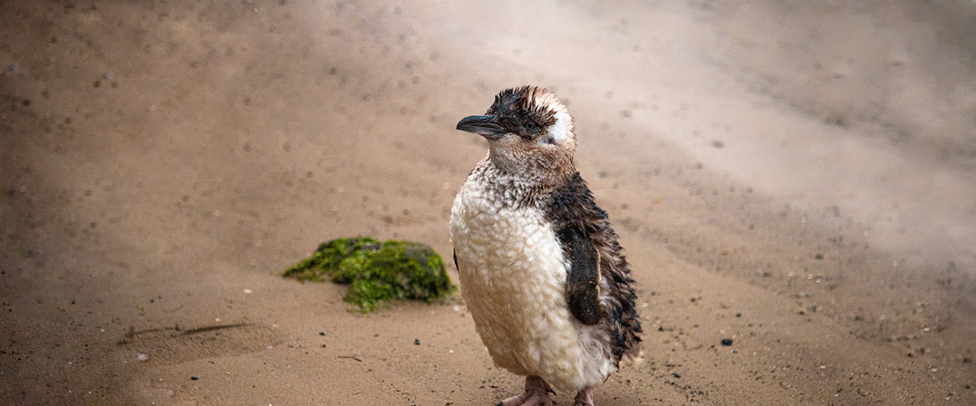 A small penguin stands on a sandy beach