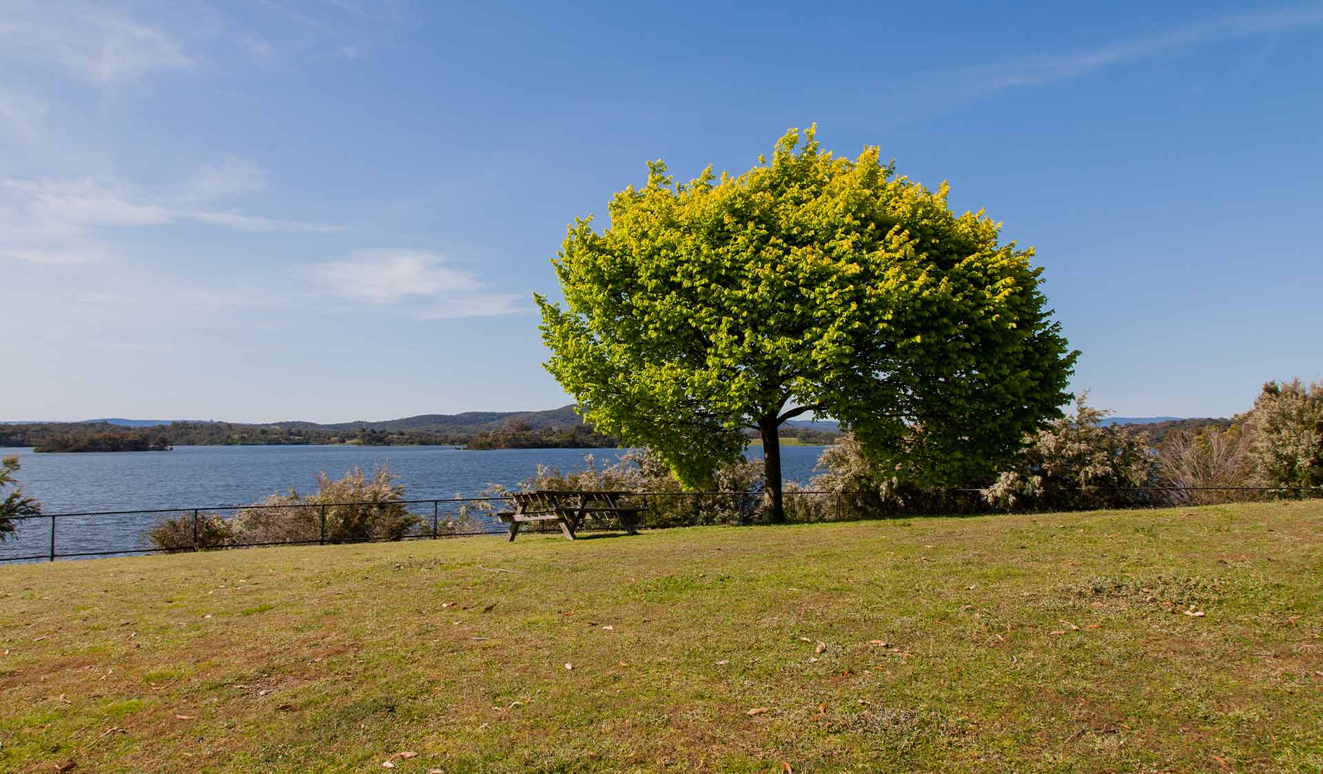 A large deciduous tree at Saddle Dam Picnic Area at Sugarloaf Reservoir Park