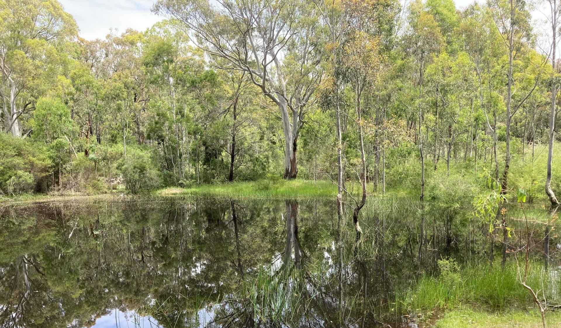A small body of water surrounded by green Australian native trees. 