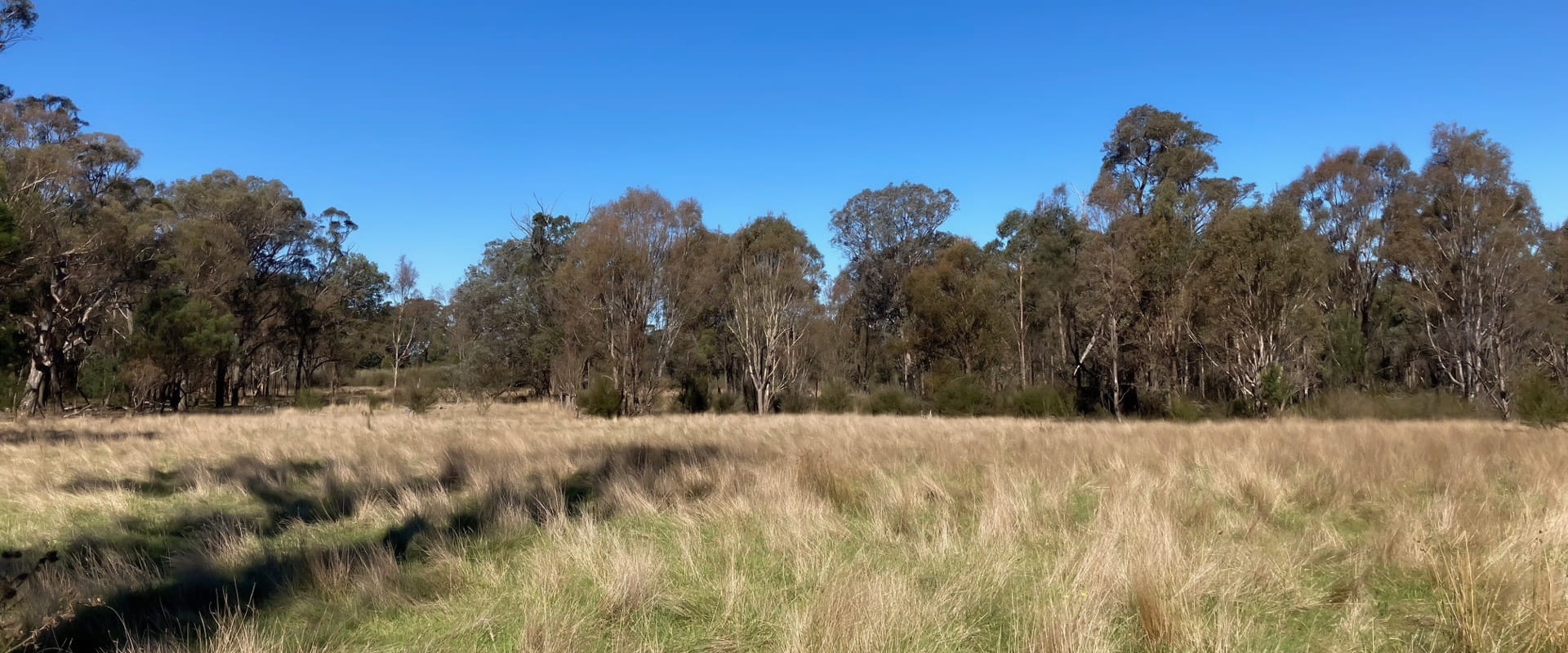 A grassy open field surrounded by tall eucalypts.