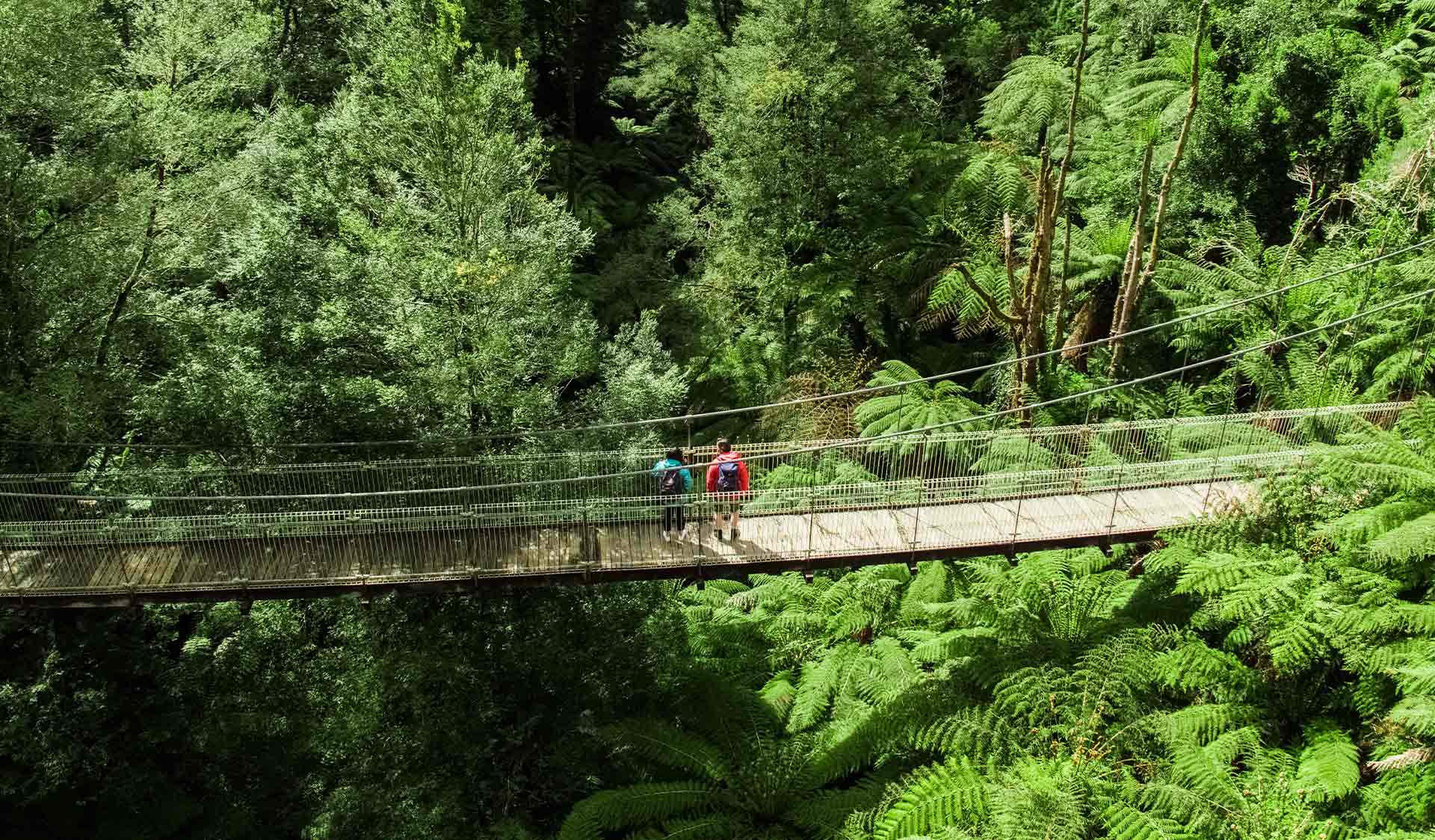 Two people stop and take in the view from the Corrigan Suspension Bridge at Tarra-Bulga National Park.