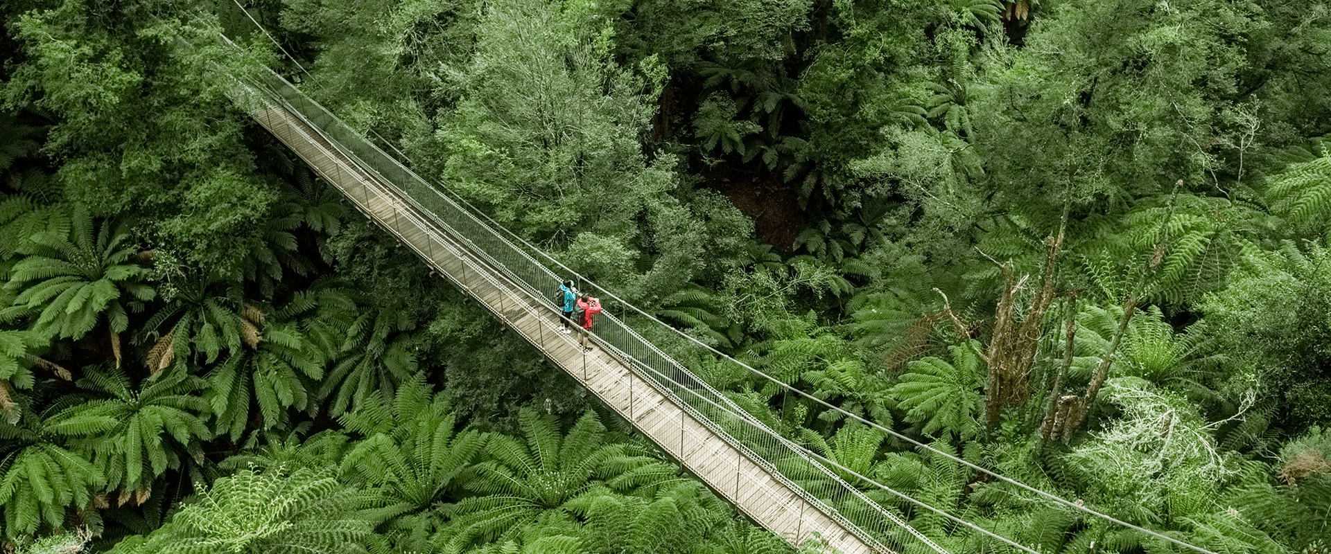 Two people stand on a suspension bridge looking out into a lush fern filled gully.
