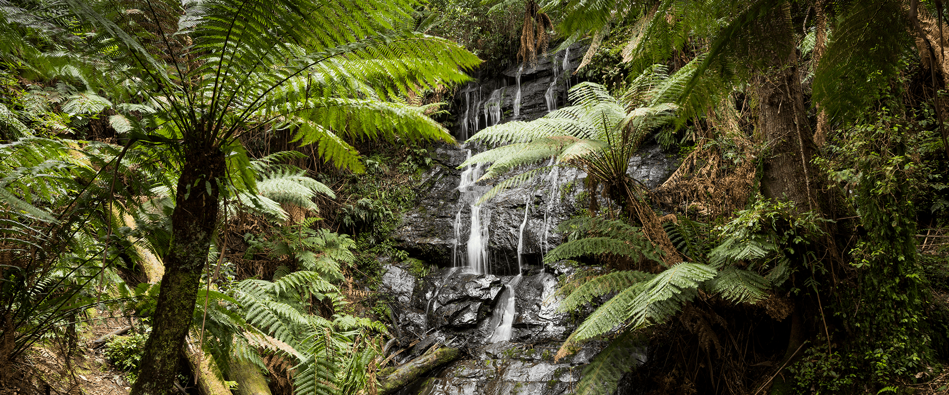 Water trickles down a rock face on a small waterfall surrounded by lush tree ferns and a dense ground cover.