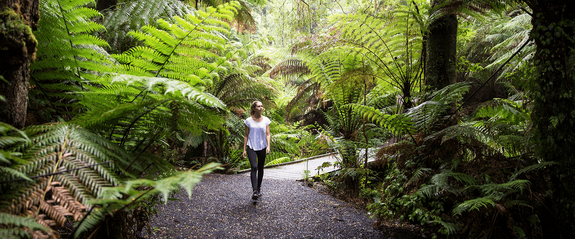 A female walks along a forest path surrounded by large tree ferns and a dense tree canopy.