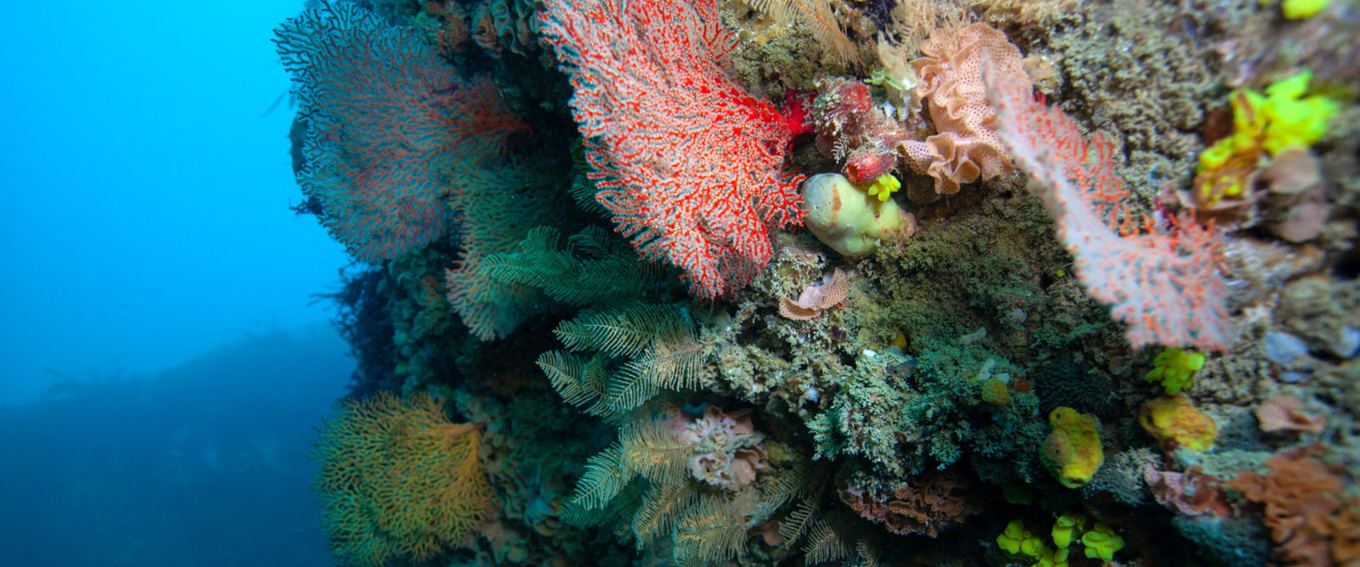 A colourful underwater display of a variety of coral.