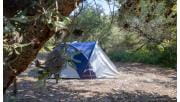 A tent setup next to a banskia serrata tree  at Emu Bight Campground in the Lakes National Park