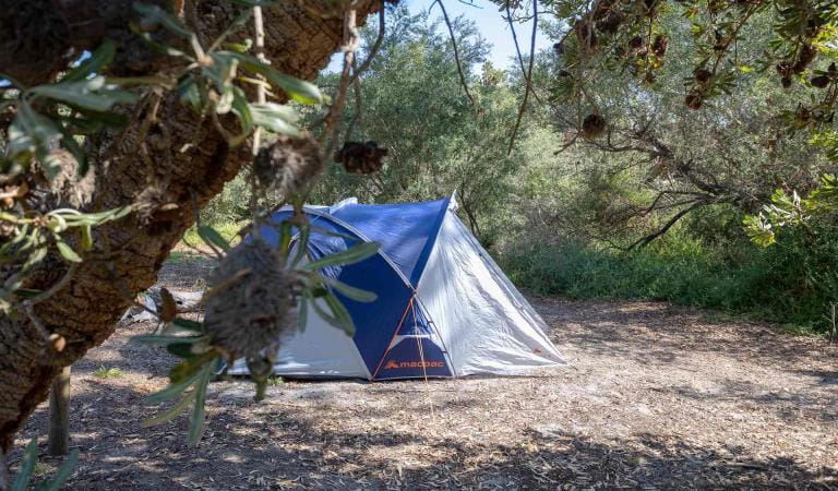 A tent setup next to a banskia serrata tree  at Emu Bight Campground in the Lakes National Park