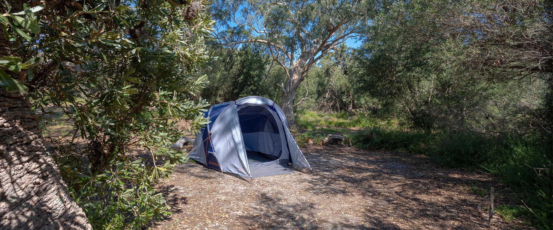 A large dome tent set up in a clearing between coastal banksias 
