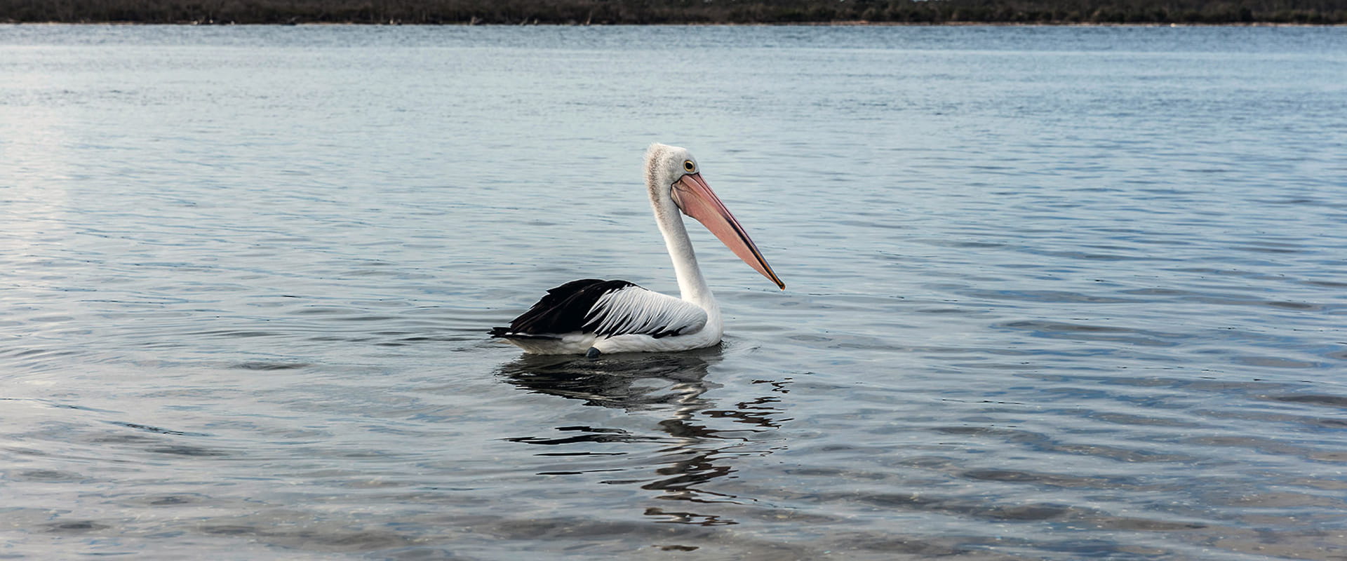 A pelican floats across the lakes