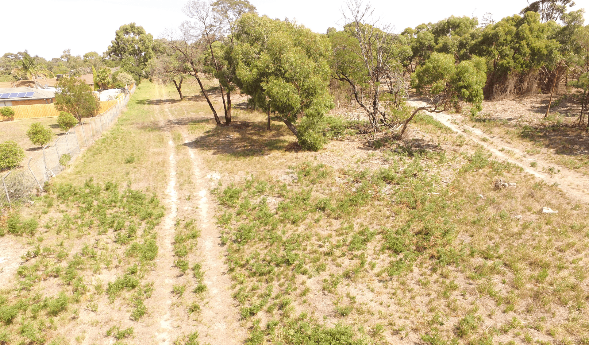 Dirt tracks running through the trees in The Pines Flora and Fauna Reserve