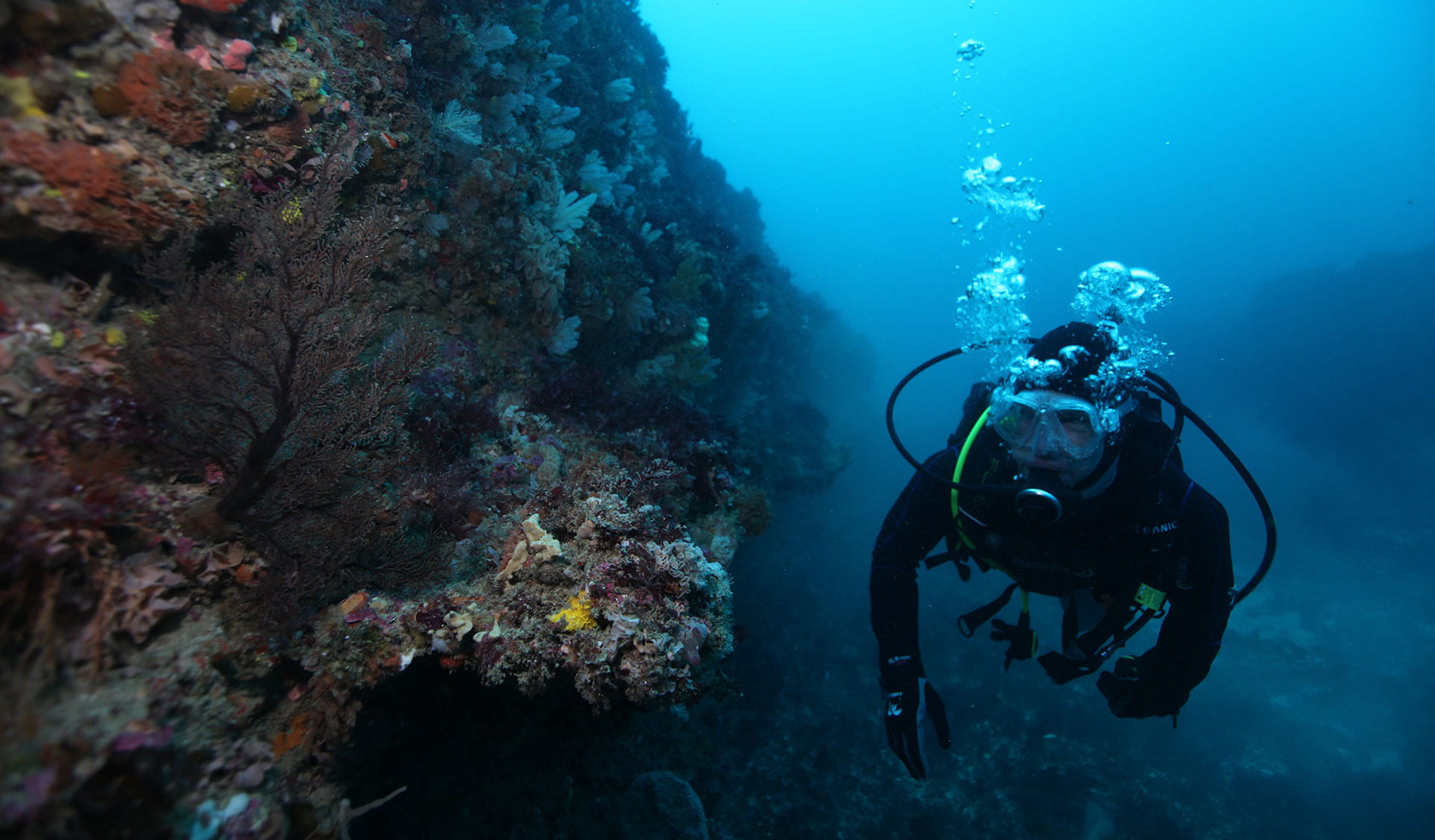 Underwater diver and coral at Twelve Apostles Marine National Park