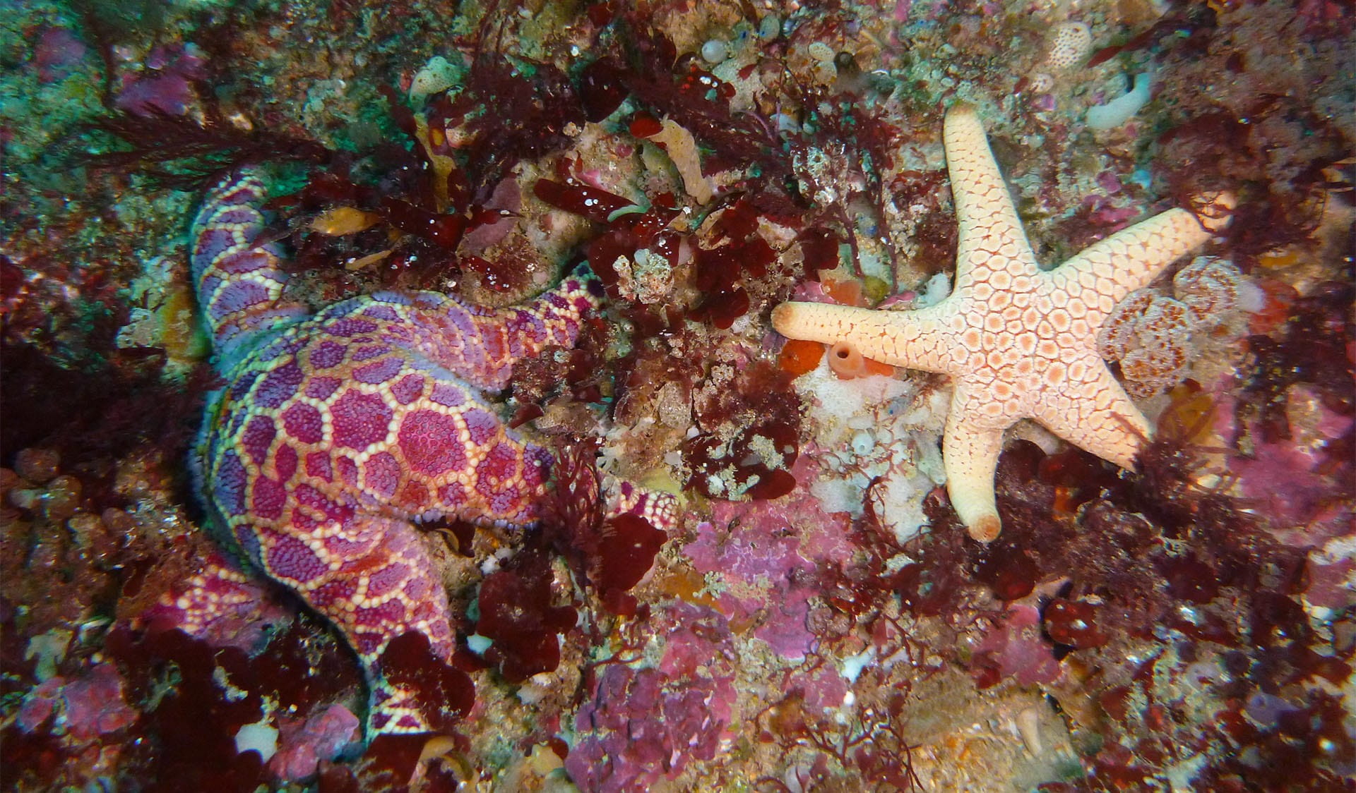Underwater view of echinoderm, invertebrates, Anthozoa, seastar, starfish.