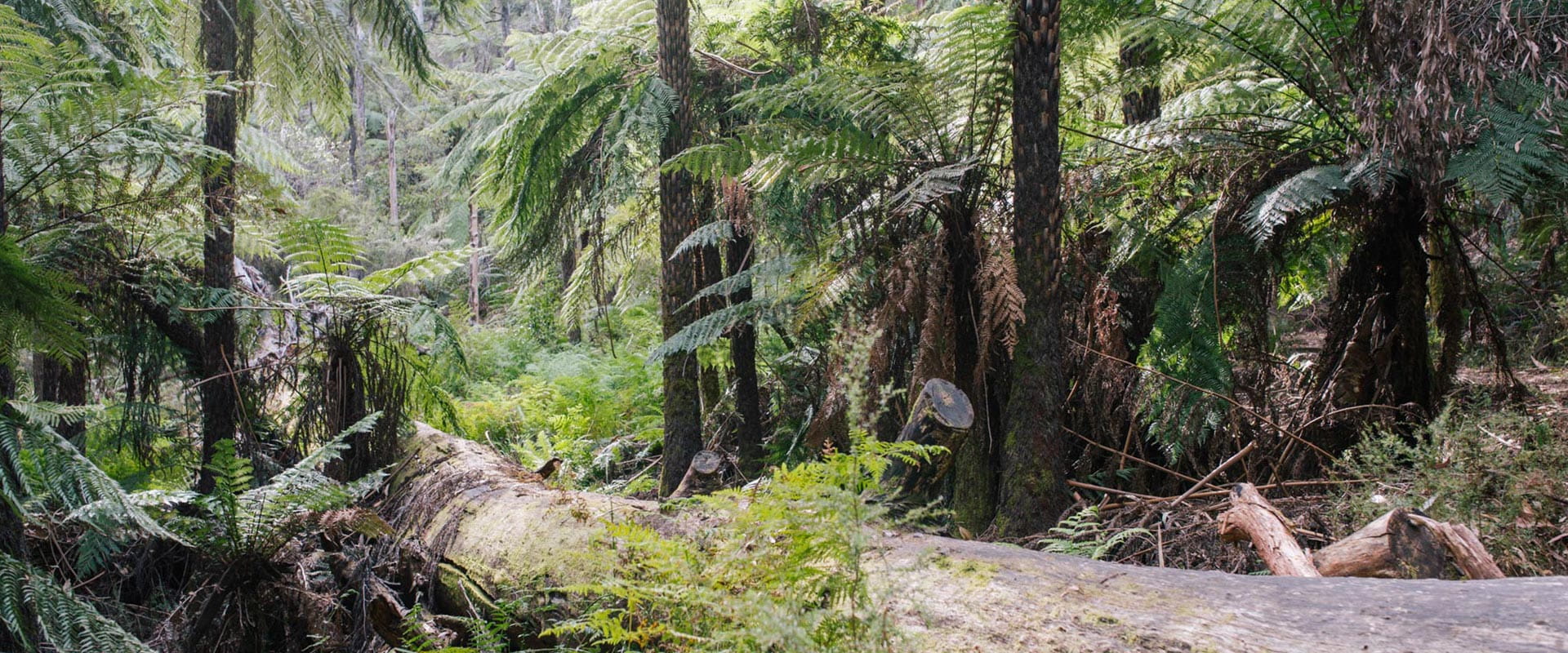 A tall forest with towering tree ferns and a large moss covered log.