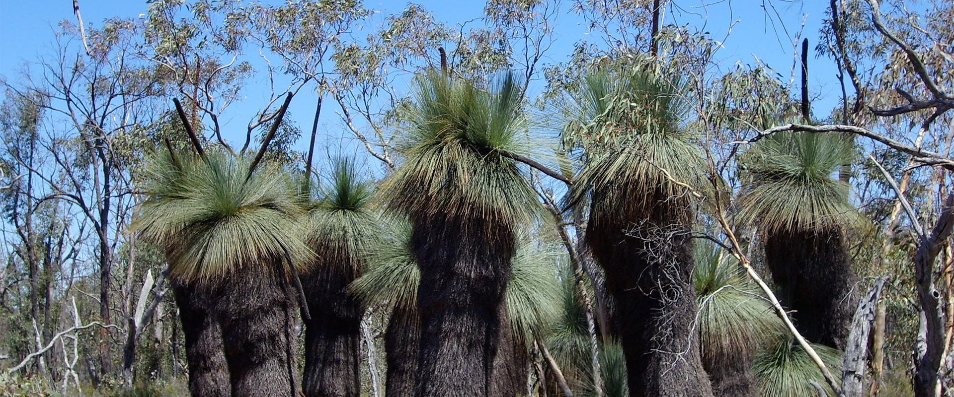 Row of grass trees standing amongst other native trees.